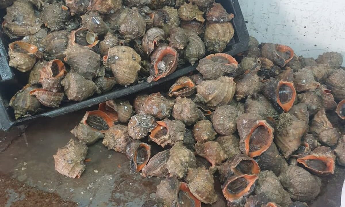 На Кубани у браконьеров-оптовиков изъяли около 40 тонн рыбы и морепродуктов