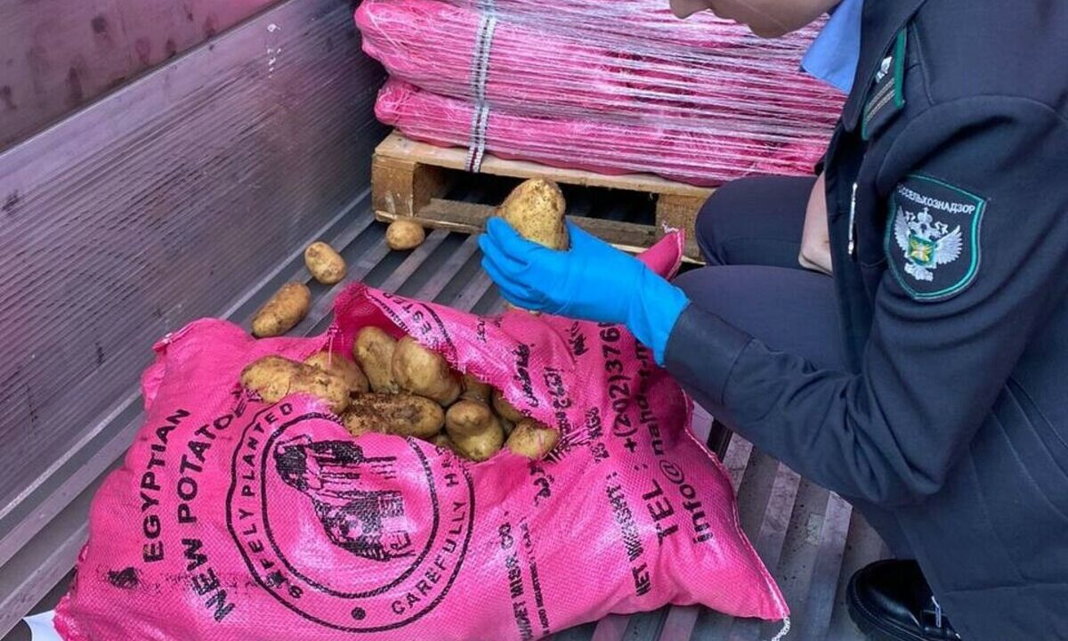 В Новороссийске запретили ввоз зараженного картофеля из Египта и Узбекистана