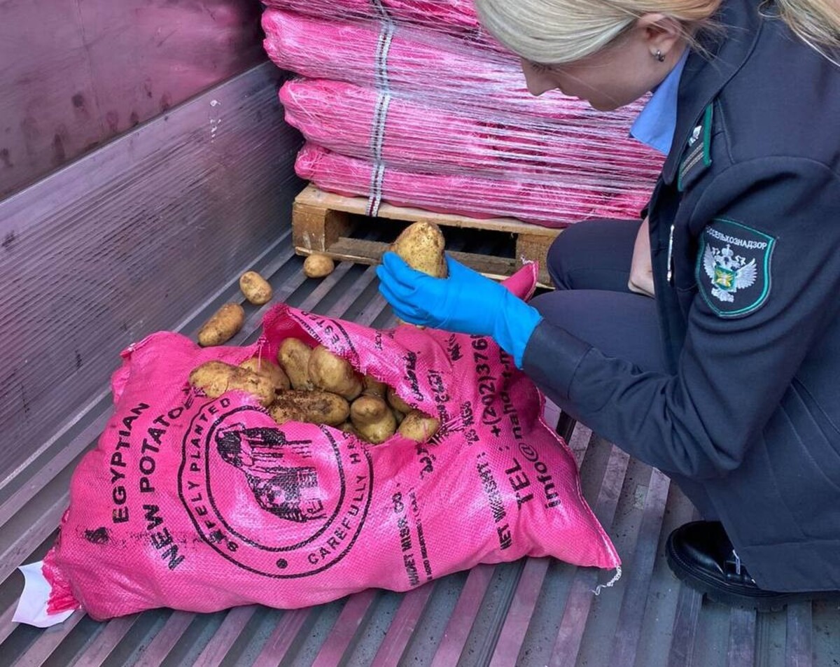 В Новороссийске запретили ввоз зараженного картофеля из Египта и Узбекистана