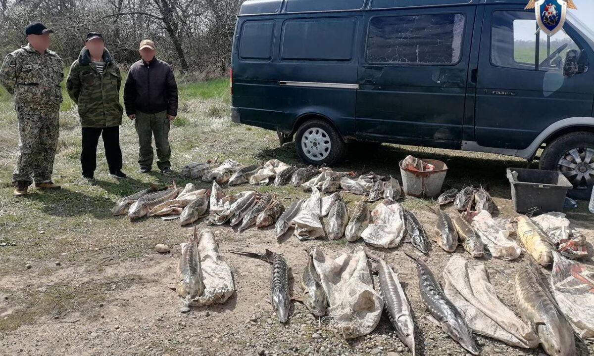 Восемь жителей Кубани незаконно выловили севрюгу и осетров на 7,4 млн рублей
