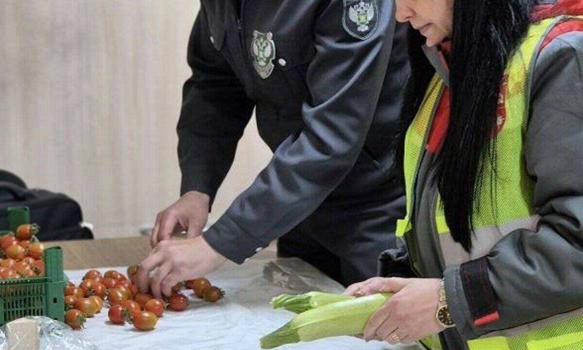 В Туапсе запретили ввоз более 50 тонн зараженных вредителем овощей из Турции