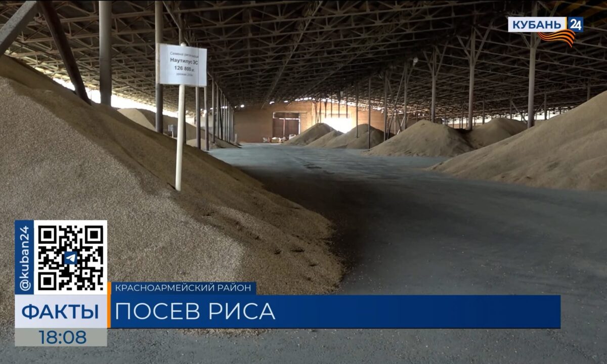 Посевная кампания риса в Краснодарском крае подходит к концу