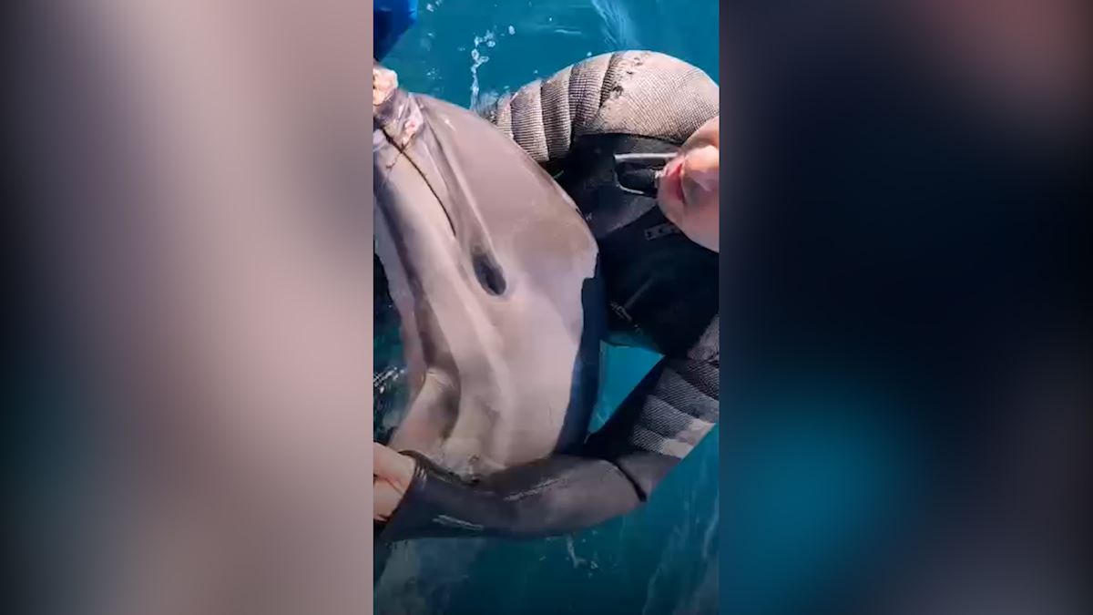 Запутавшегося в рыболовной леске дельфина спасли в Черном море