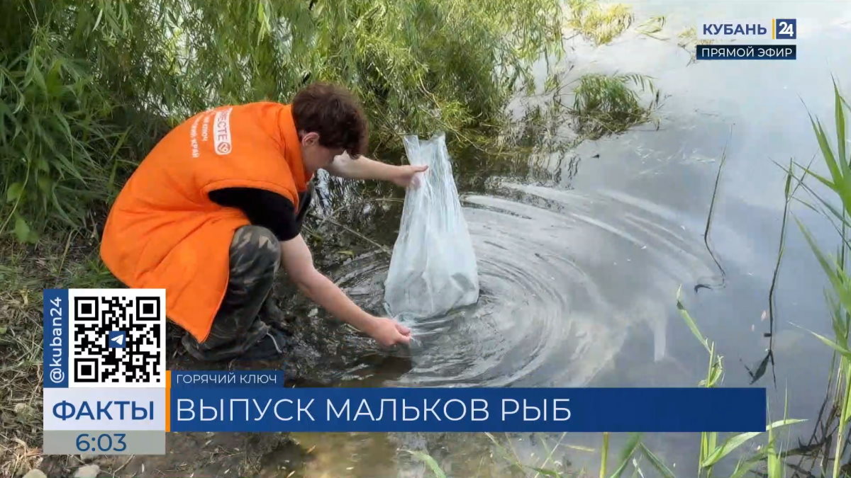 В озеро Круглое в Горячем Ключе выпустили 1,5 млн мальков рыб