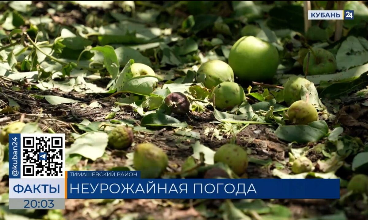 Сильный град побил урожай овощей и фруктов на Кубани