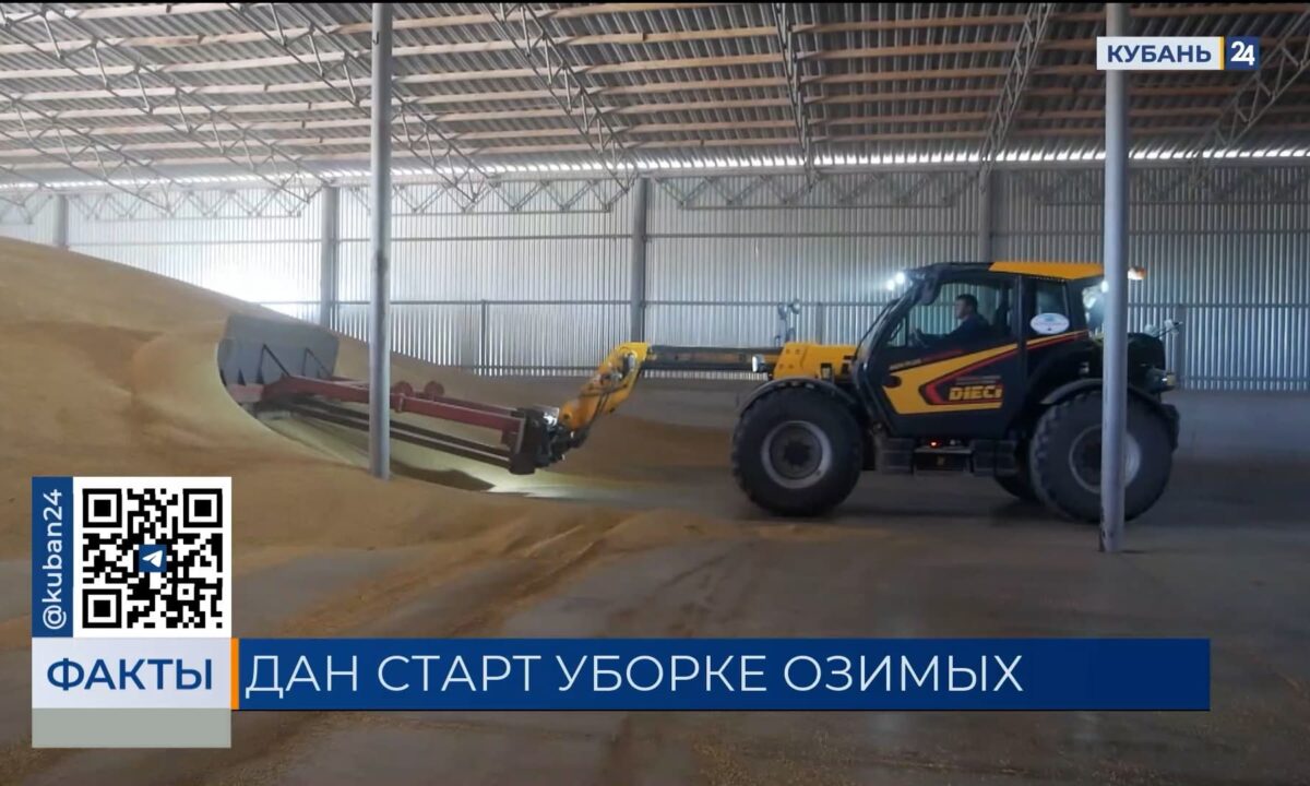 С начала уборочной кампании на Кубани собрали порядка 200 тыс. тонн зерна