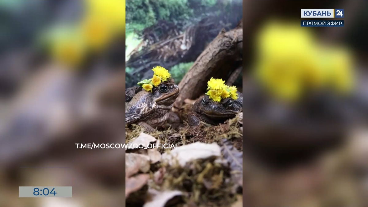 Жабы-аги Настюша и Ванюша сыграли свадьбу в Московском зоопарке