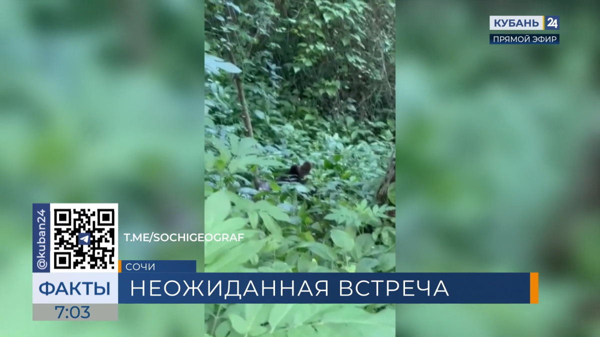Медведицу с двумя медвежатами заметили около села Верхний Юрт в Сочи