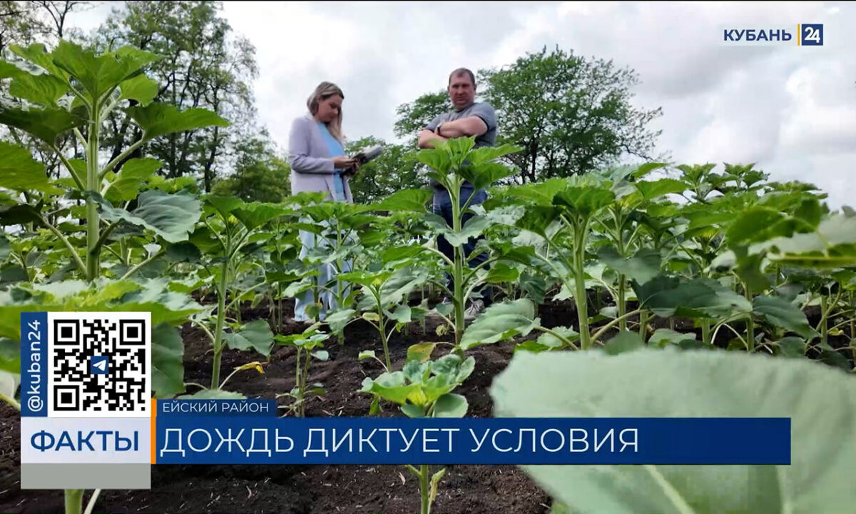 Режим ЧС из-за засухи ввели в восьми районах Краснодарского края