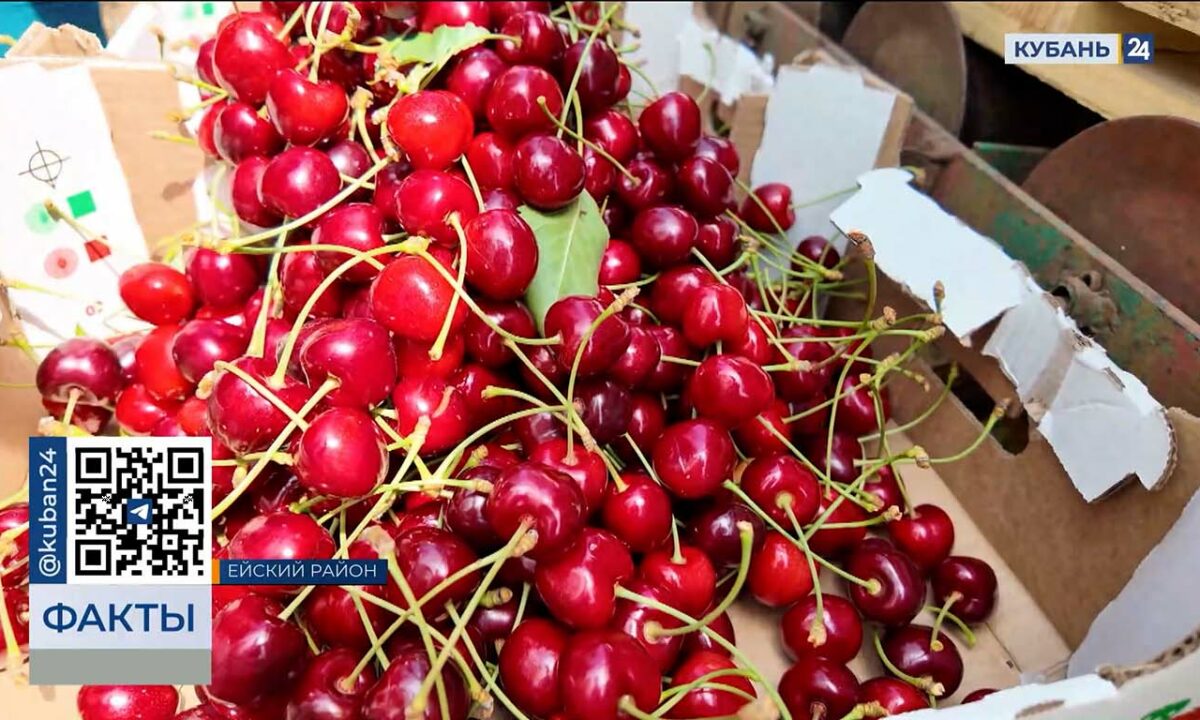 Черешня на Кубани подорожала на 50–60 рублей за килограмм