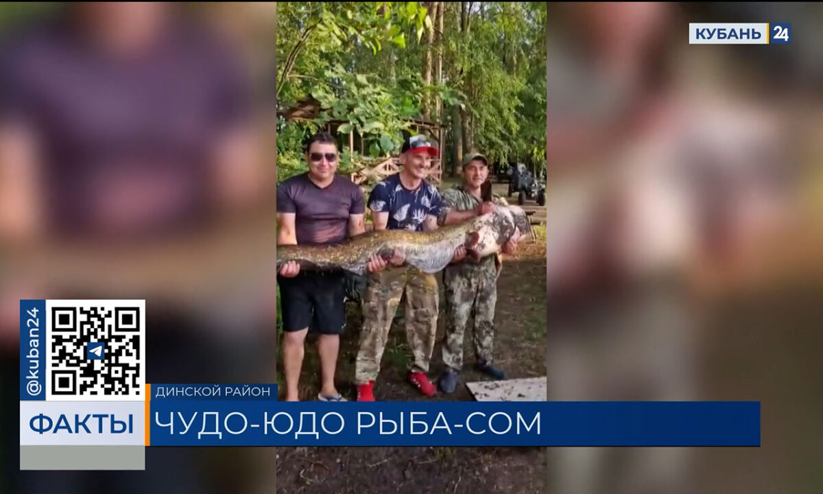 Двухметрового сома весом со среднюю женщину поймали рыбаки в Динском районе