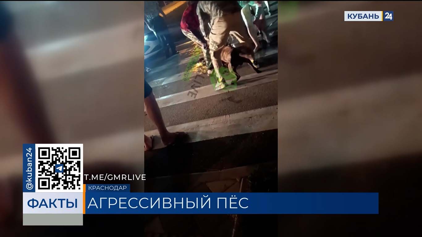Полиция проводит проверку по факту нападения стаффорда на людей в Краснодаре
