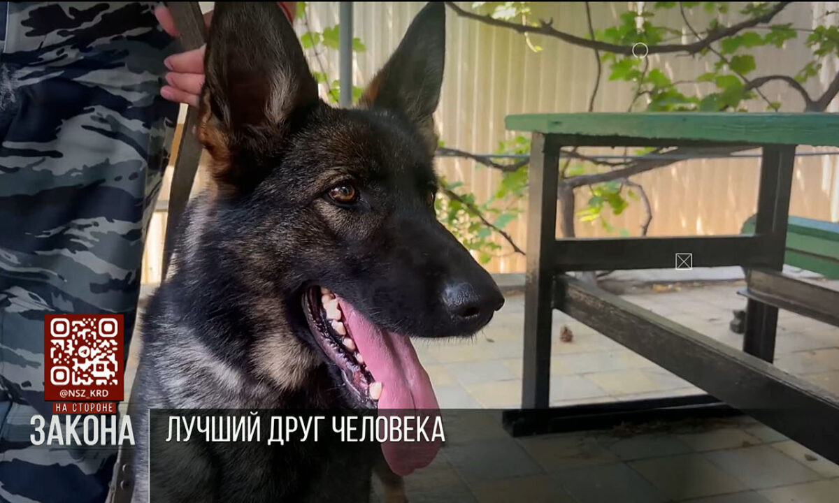 В Краснодарском крае 21 июня отметят День кинолога
