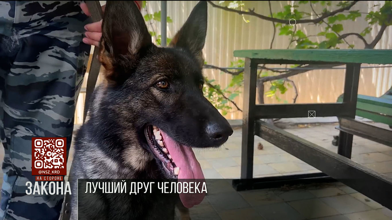 В Краснодарском крае 21 июня отметят День кинолога