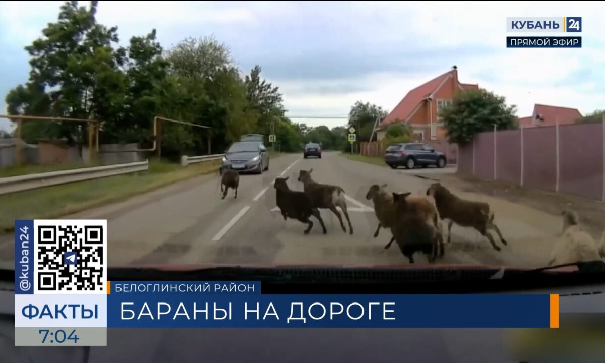 Стадо баранов устроило ДТП в Белоглинском районе