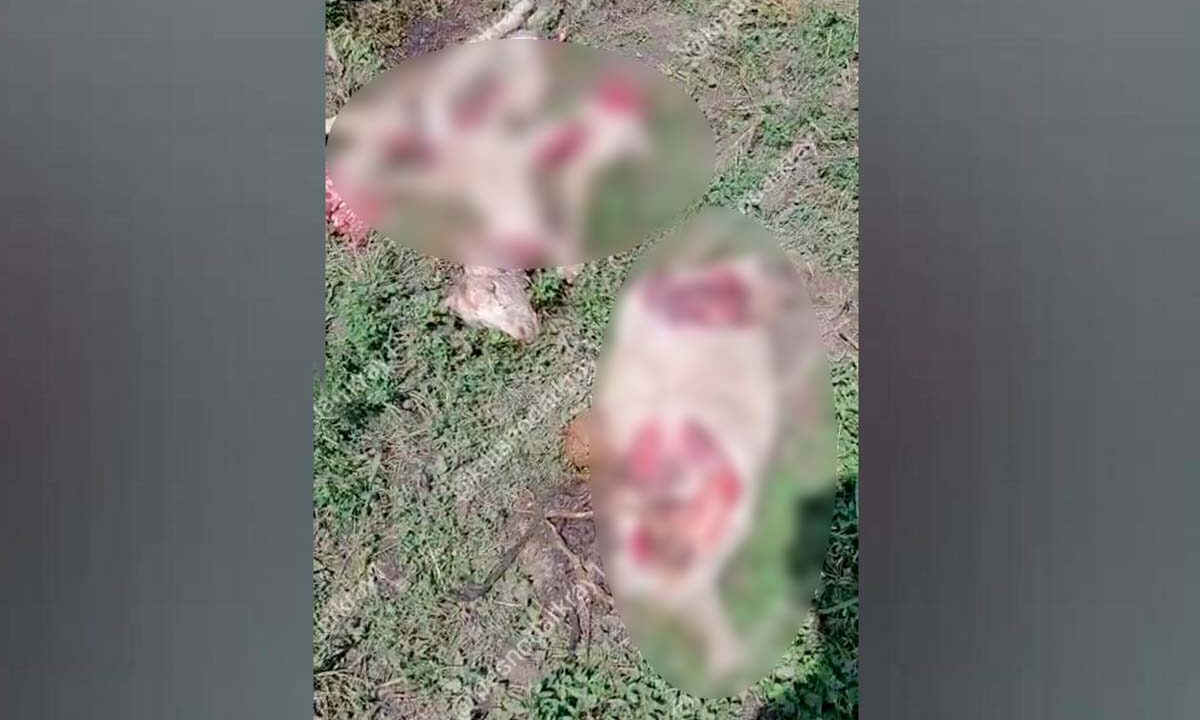 На Кубани неизвестные расчленили и бросили в поле десяток коз