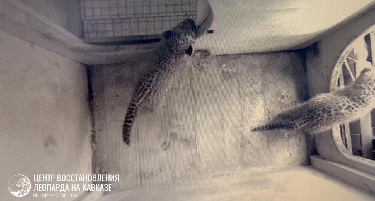 Котята в Центре восстановления леопарда в Сочи попытались «сбежать» из логова