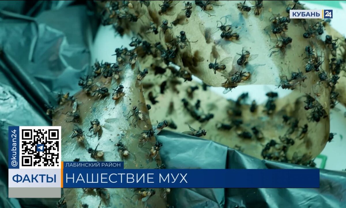 Жители поселка в Лабинском районе пожаловались на очередное нашествие мух