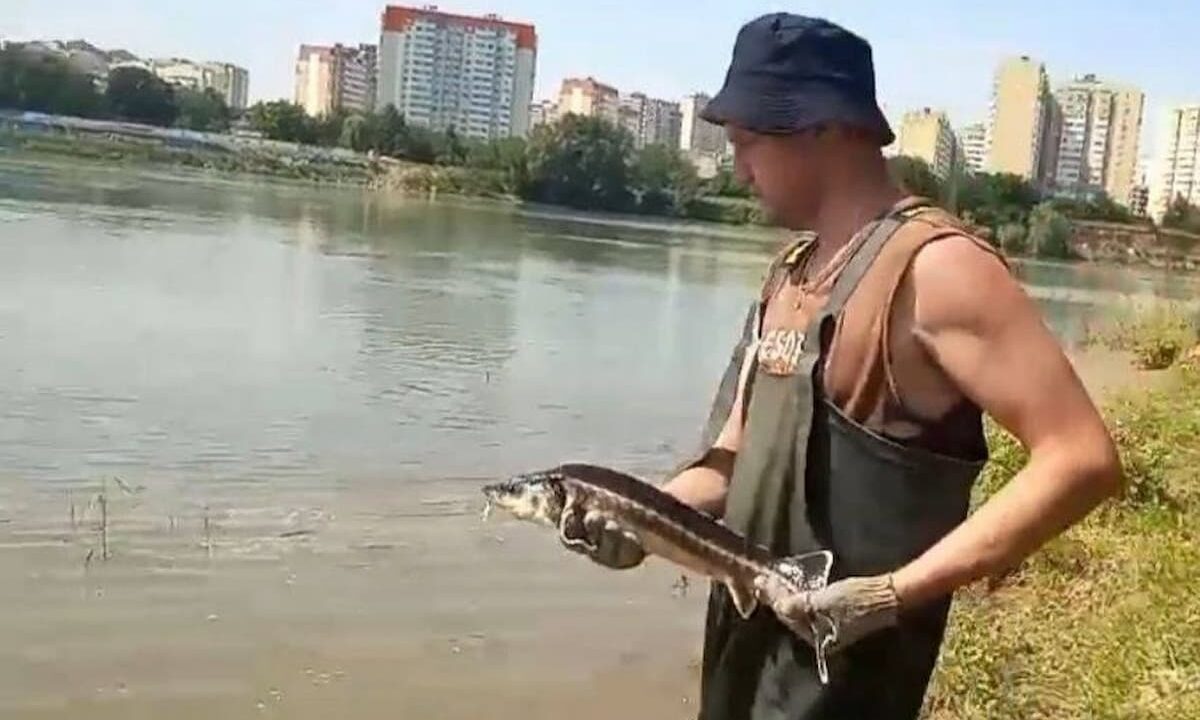 В реку Кубань выпустят более 10 тыс. особей краснокнижных осетровых рыб