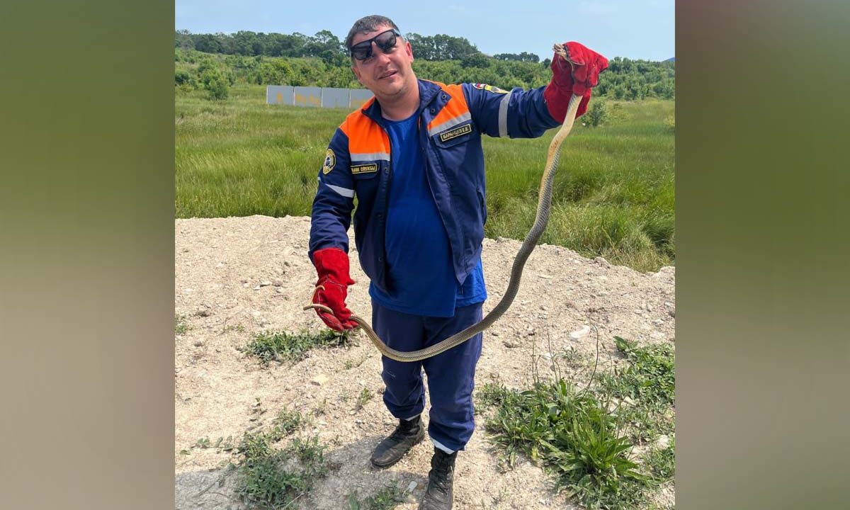 Змея застряла в водопроводных трубах частного дома в Новороссийске