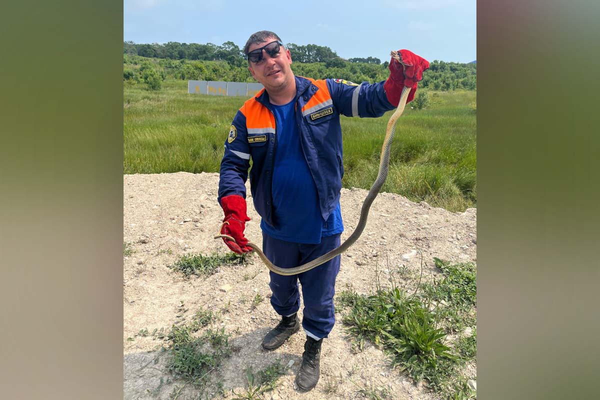 Змея застряла в водопроводных трубах частного дома в Новороссийске