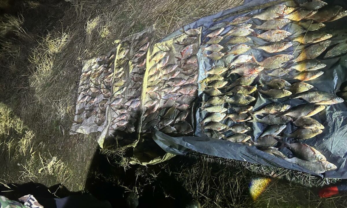 До пяти лет грозит жителю Кубани за незаконно выловленные 258 рыб