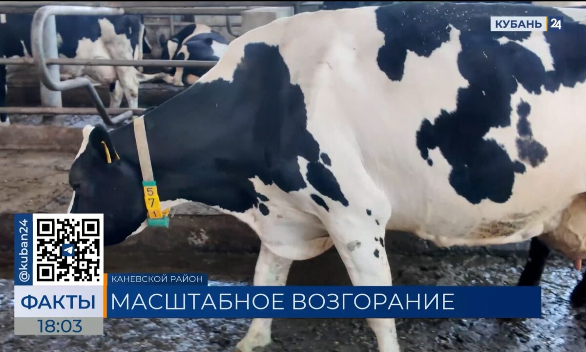 Коровы не пострадали при пожаре на ферме в Каневском районе