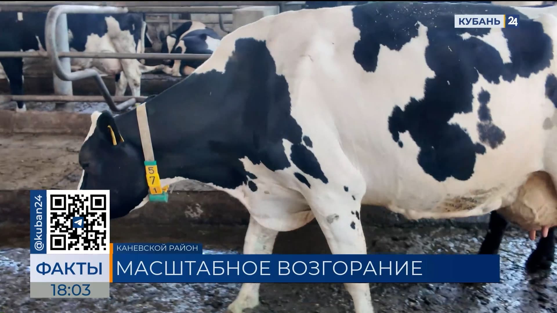 Коровы не пострадали при пожаре на ферме в Каневском районе