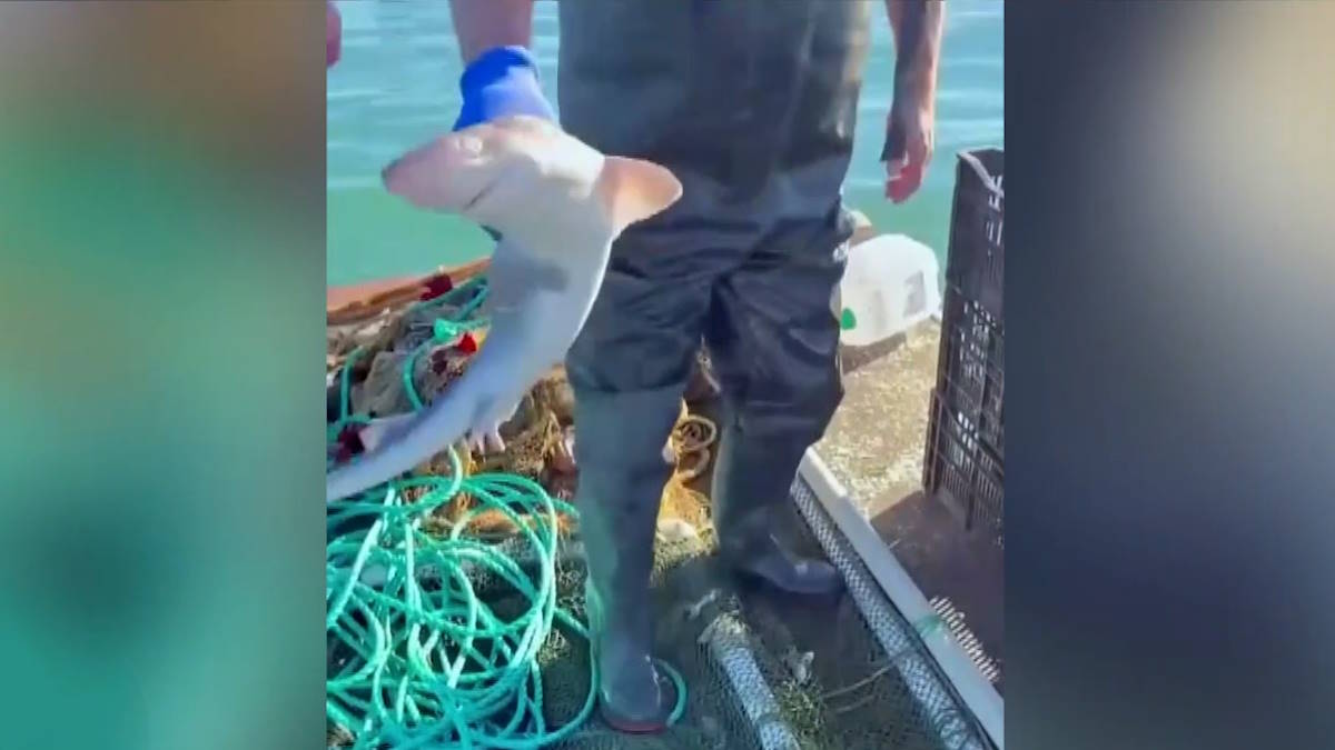 Акулу катрана поймали рыбаки в Черном море в Анапе
