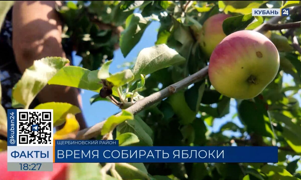Яблоки сорта Женева начали убирать в Краснодарском крае