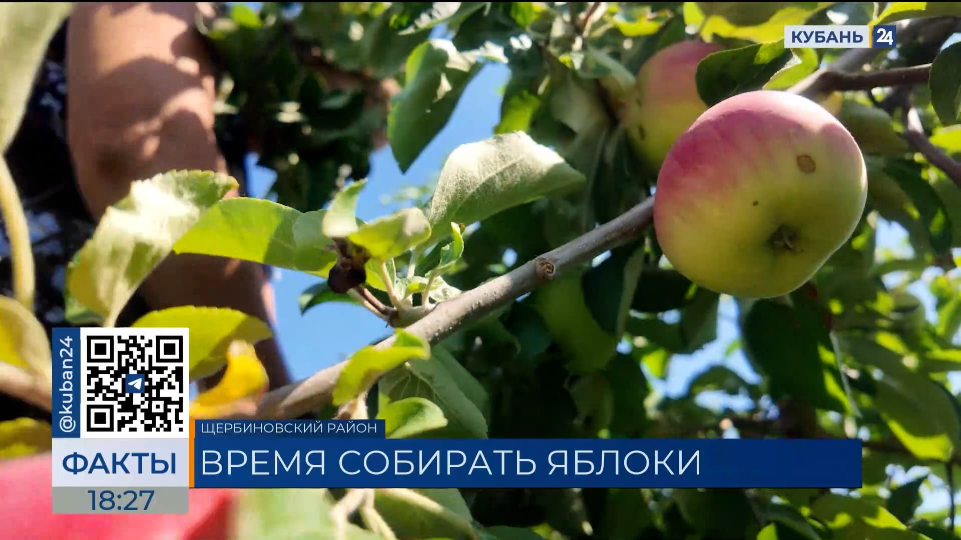 Яблоки сорта Женева начали убирать в Краснодарском крае