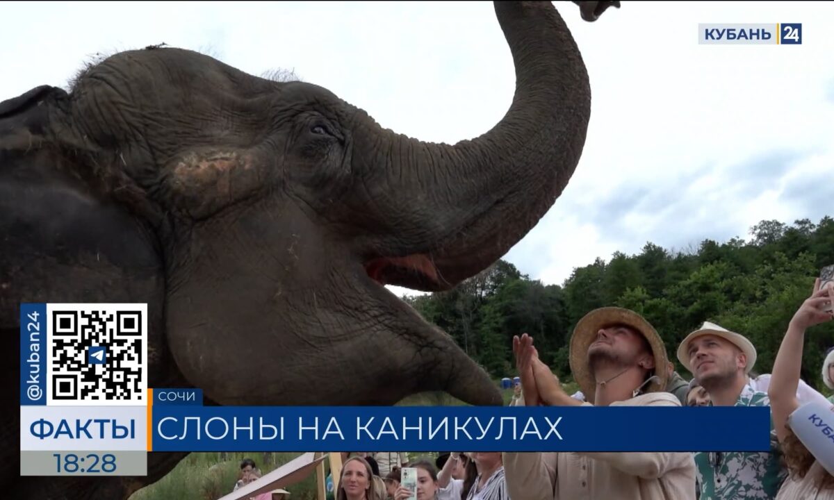 Цирковые слонихи Претти и Марго снова проводят летний отпуск в Сочи