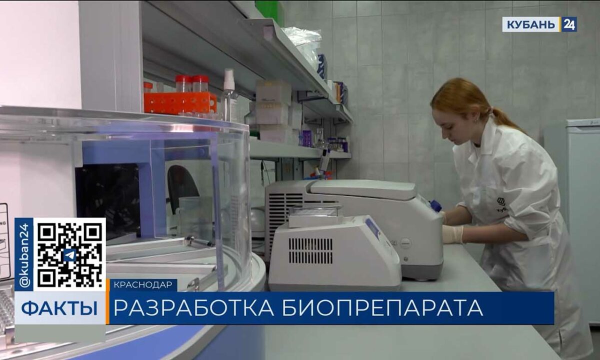 Способный увеличить урожай пшеницы на 30% препарат разработали в КубГАУ