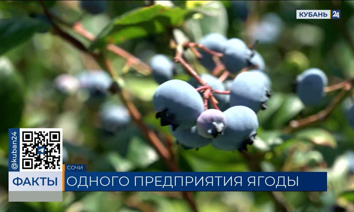 Садоводы предприятия в Сочи собрали 1,5 тонны голубики с начала сезона