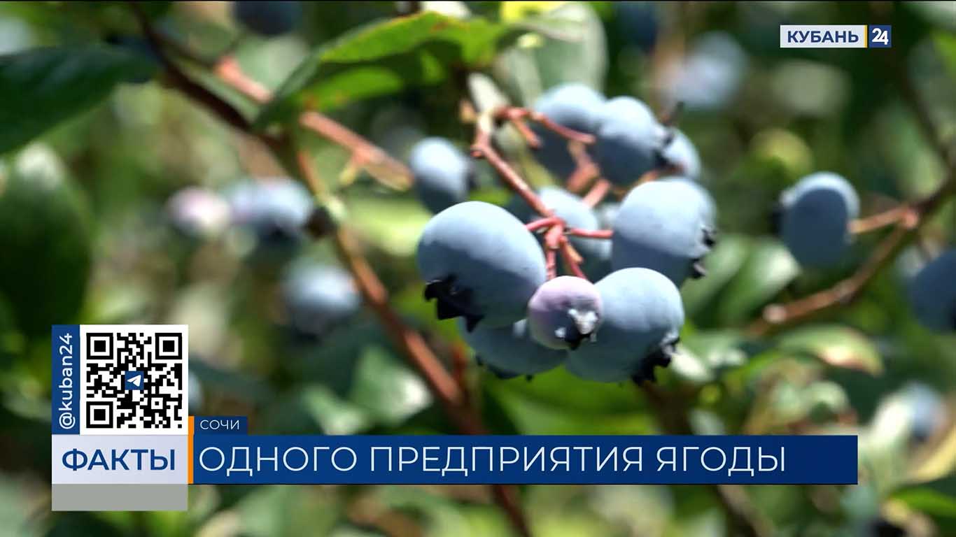 Садоводы предприятия в Сочи собрали 1,5 тонны голубики с начала сезона