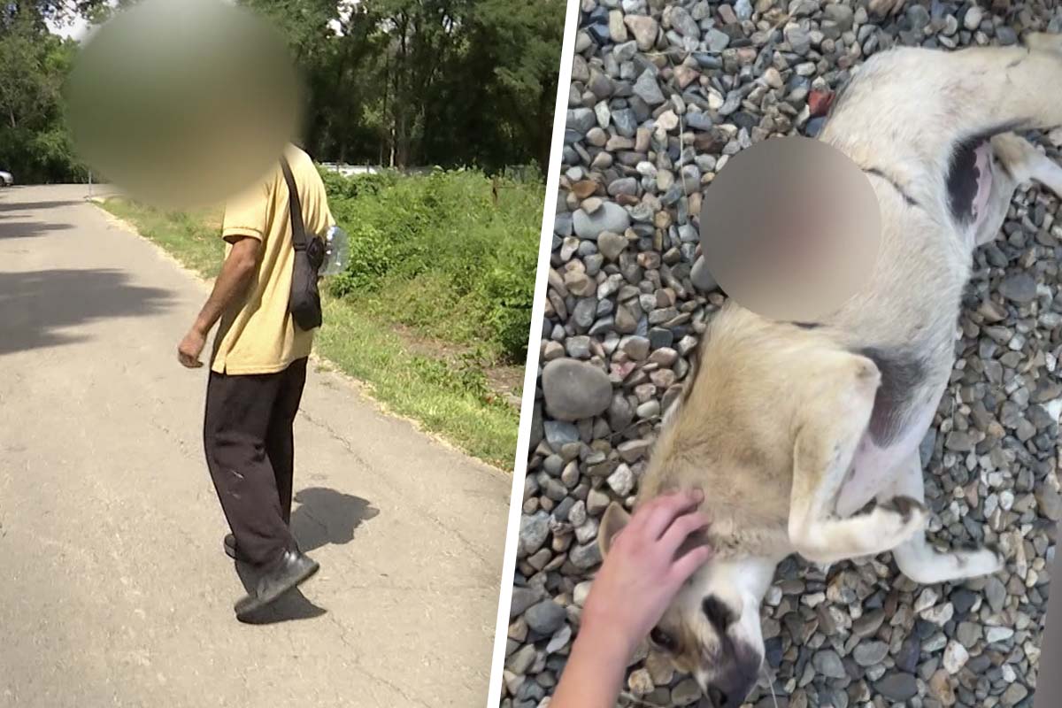 Очевидцы рассказали подробности нападения мужчины с ножом на собаку в Краснодаре