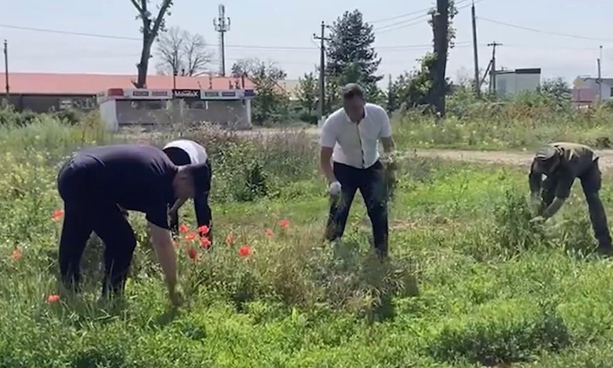 В Тихорецком районе уничтожили более 5 тыс. кустов опийного мака и конопли