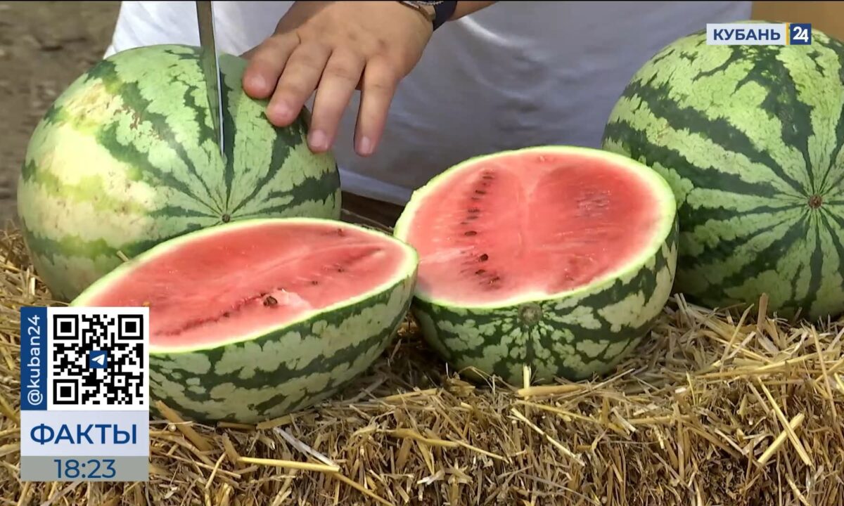 Новый сорт арбуза «сахарный малыш» вывели в Тбилисском районе
