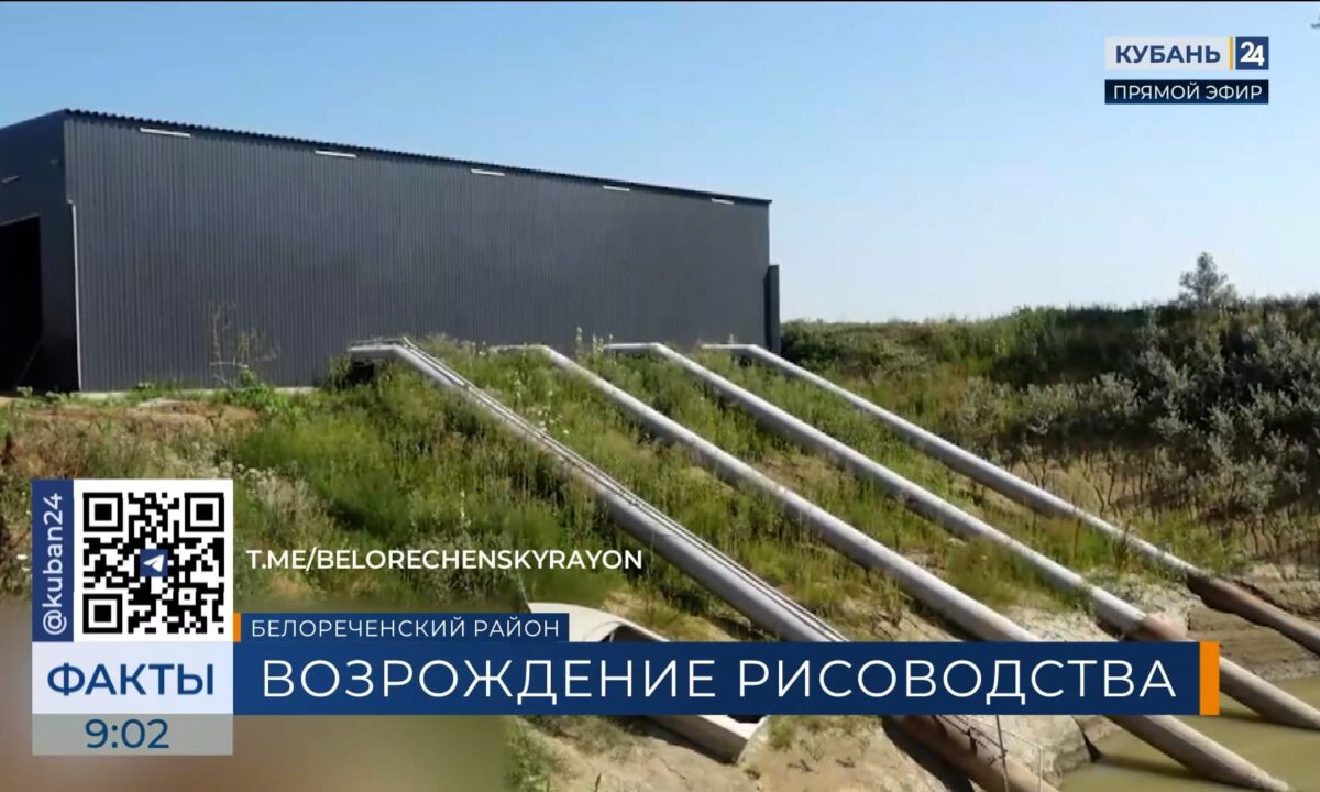 Рисоводство начали возрождать в Белореченском районе