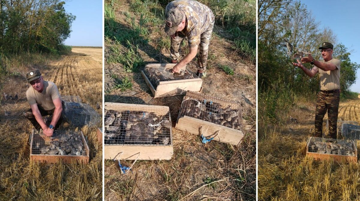В Красноармейском районе на волю выпустили 300 фазанов