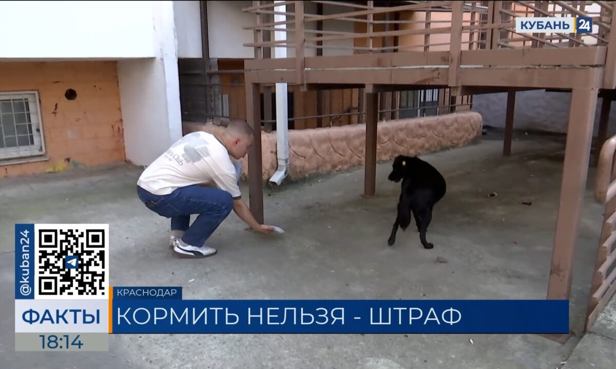 Жители Кубани отреагировали на закон о запрете кормления бездомных животных