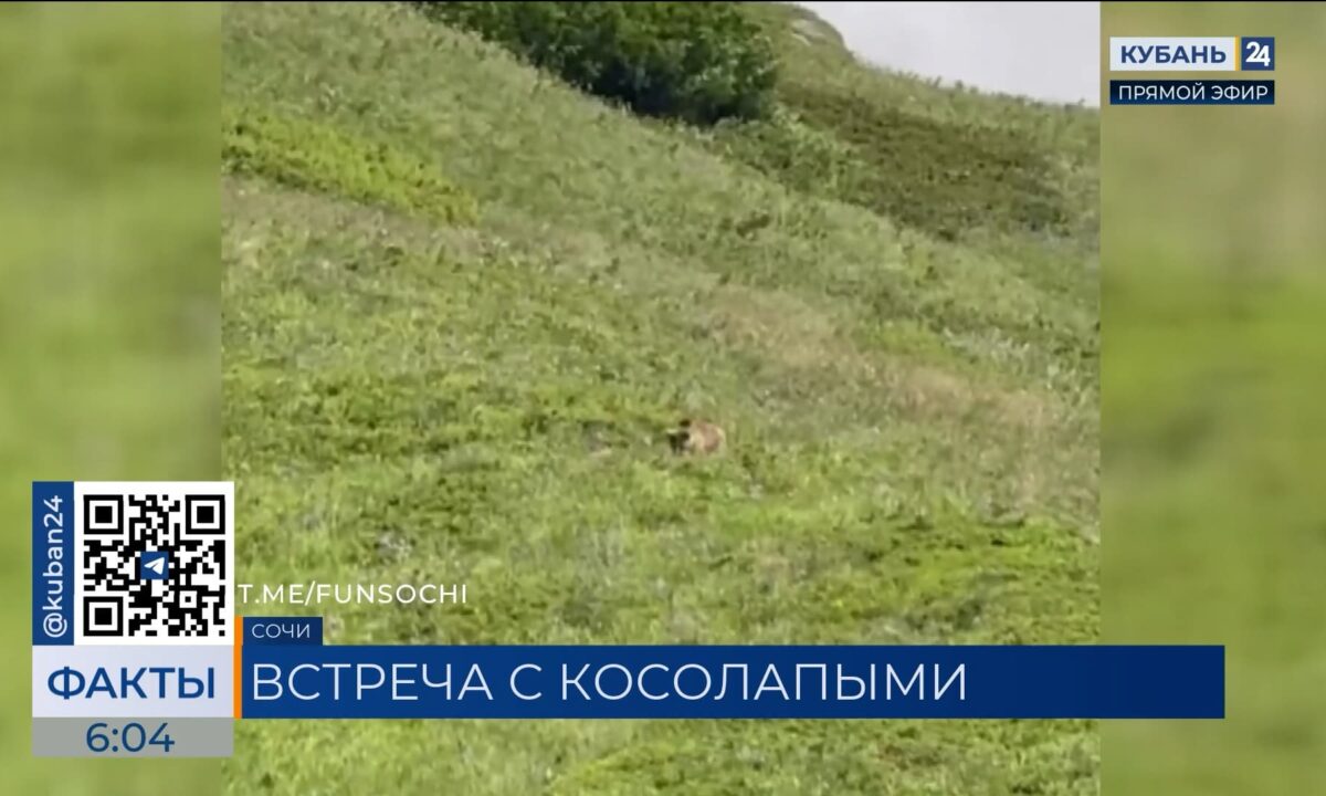 Туристов сопроводила любопытная медвежья семья на Бзерпинском карнизе в Сочи