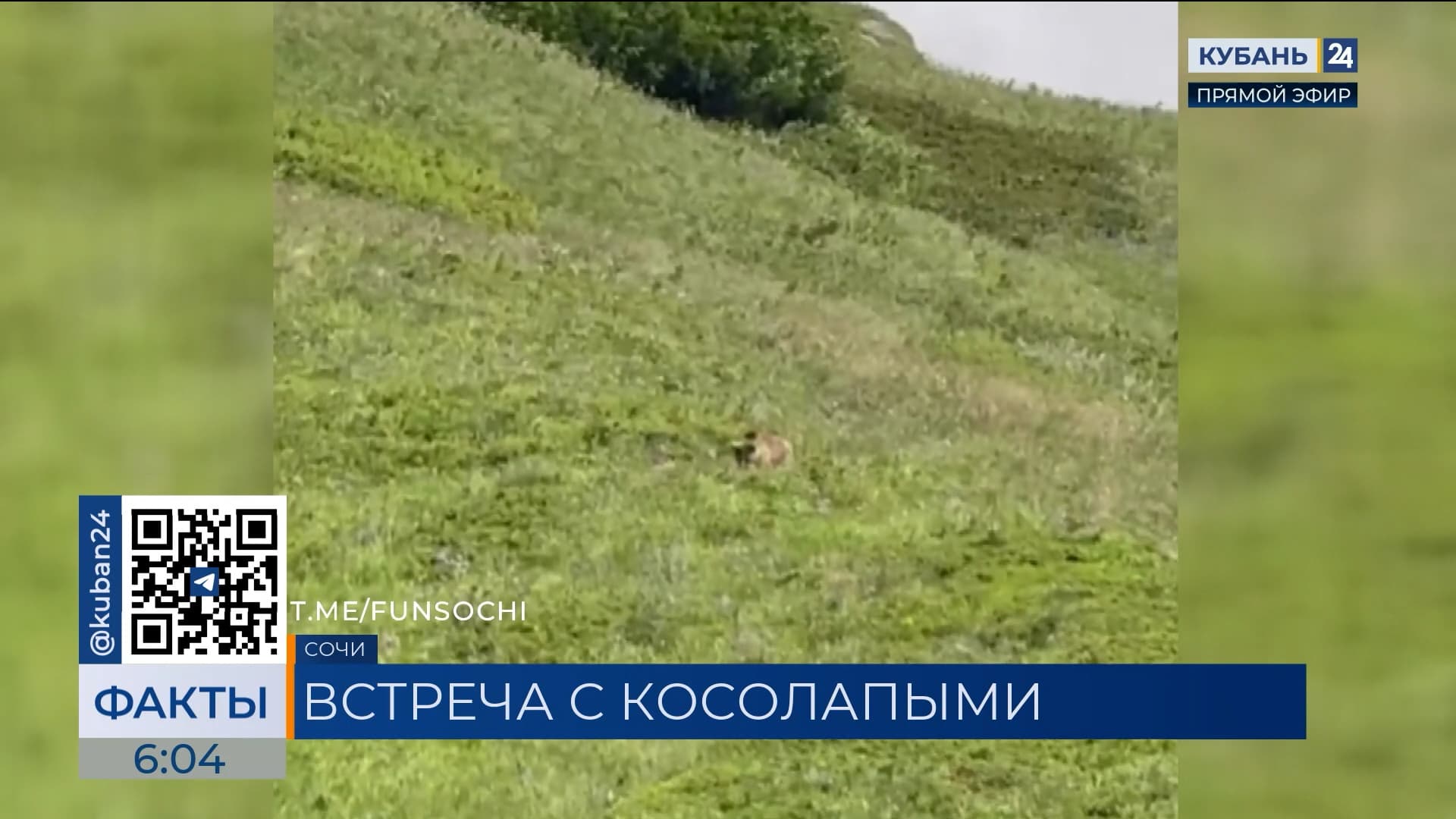 Туристов сопроводила любопытная медвежья семья на Бзерпинском карнизе в Сочи