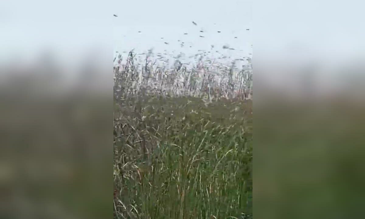 Нашествие саранчи запечатлели жители Славянска-на-Кубани