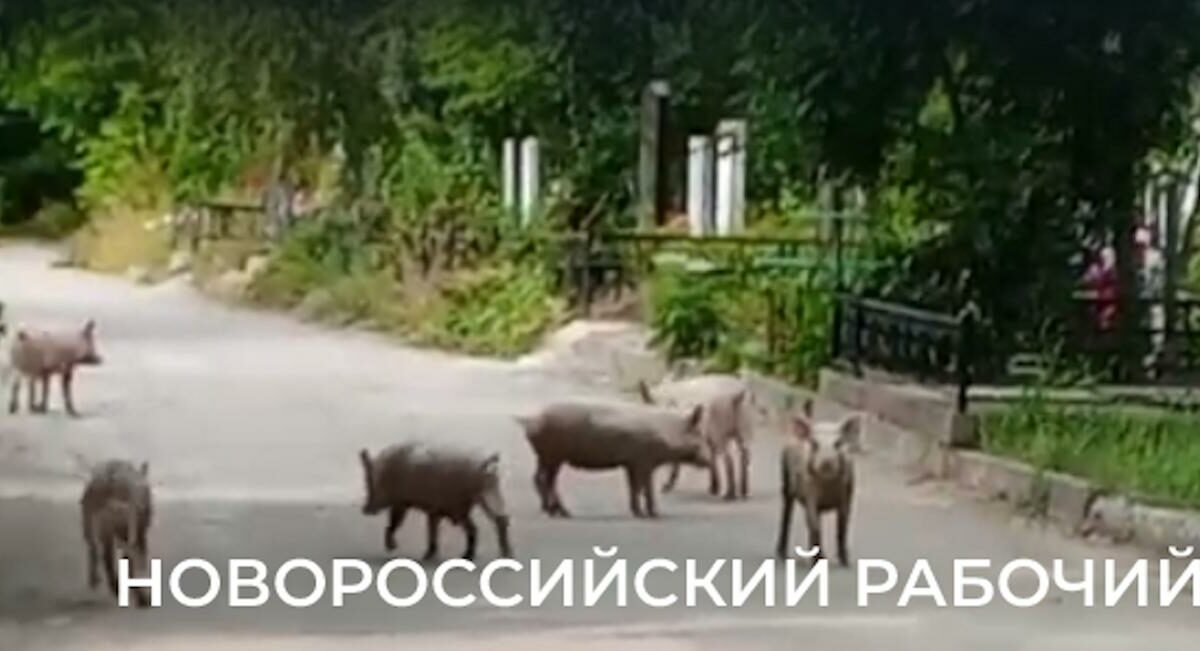Стадо свиней испугало посетителей кладбища в Новороссийске
