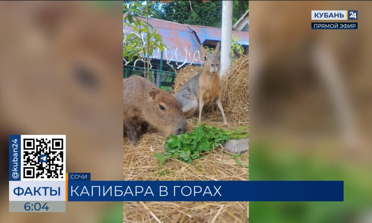 На горной высоте «Розы Хутор» в Сочи поселилась капибара Оливия