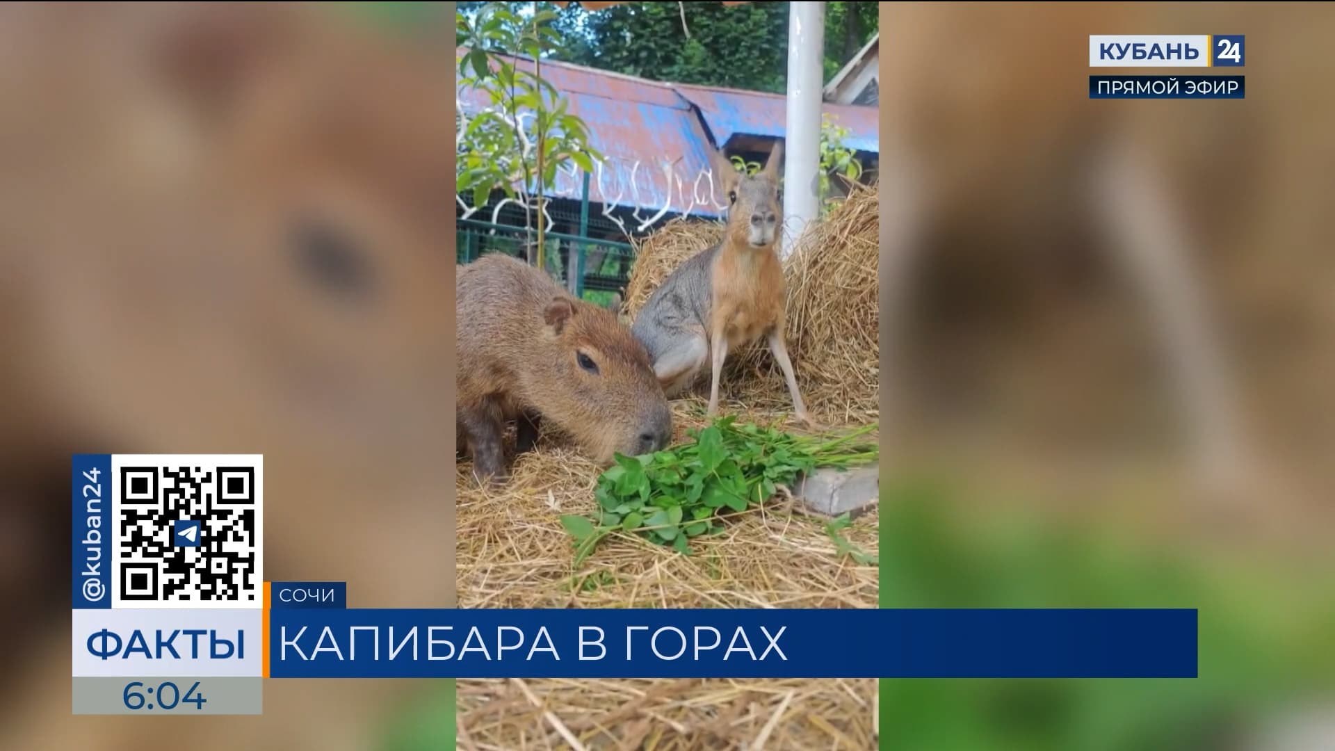 На горной высоте «Розы Хутор» в Сочи поселилась капибара Оливия