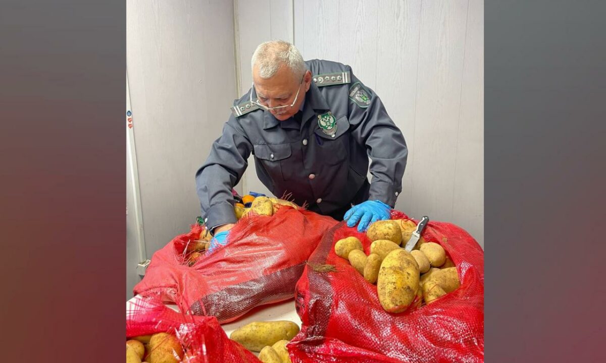 Более 14 тыс. тонн картофеля из Египта с мухами и молью выявили в Новороссийске