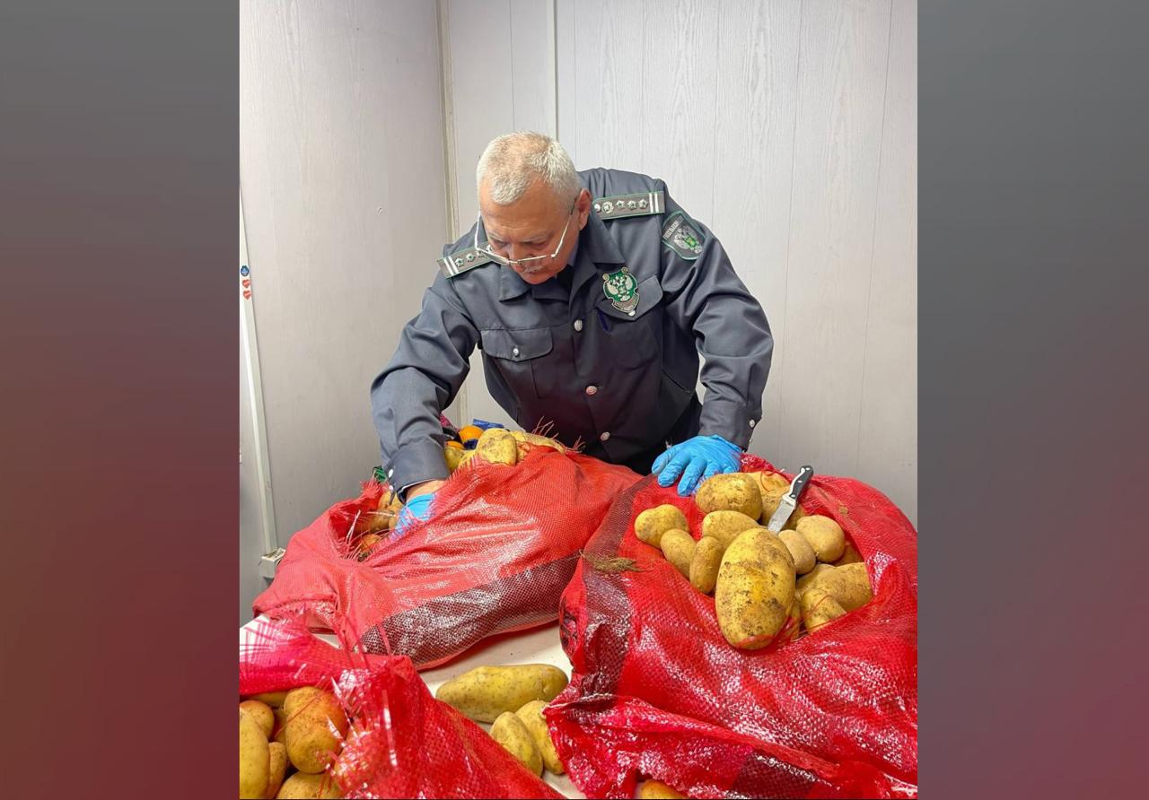 Более 14 тыс. тонн картофеля из Египта с мухами и молью выявили в Новороссийске
