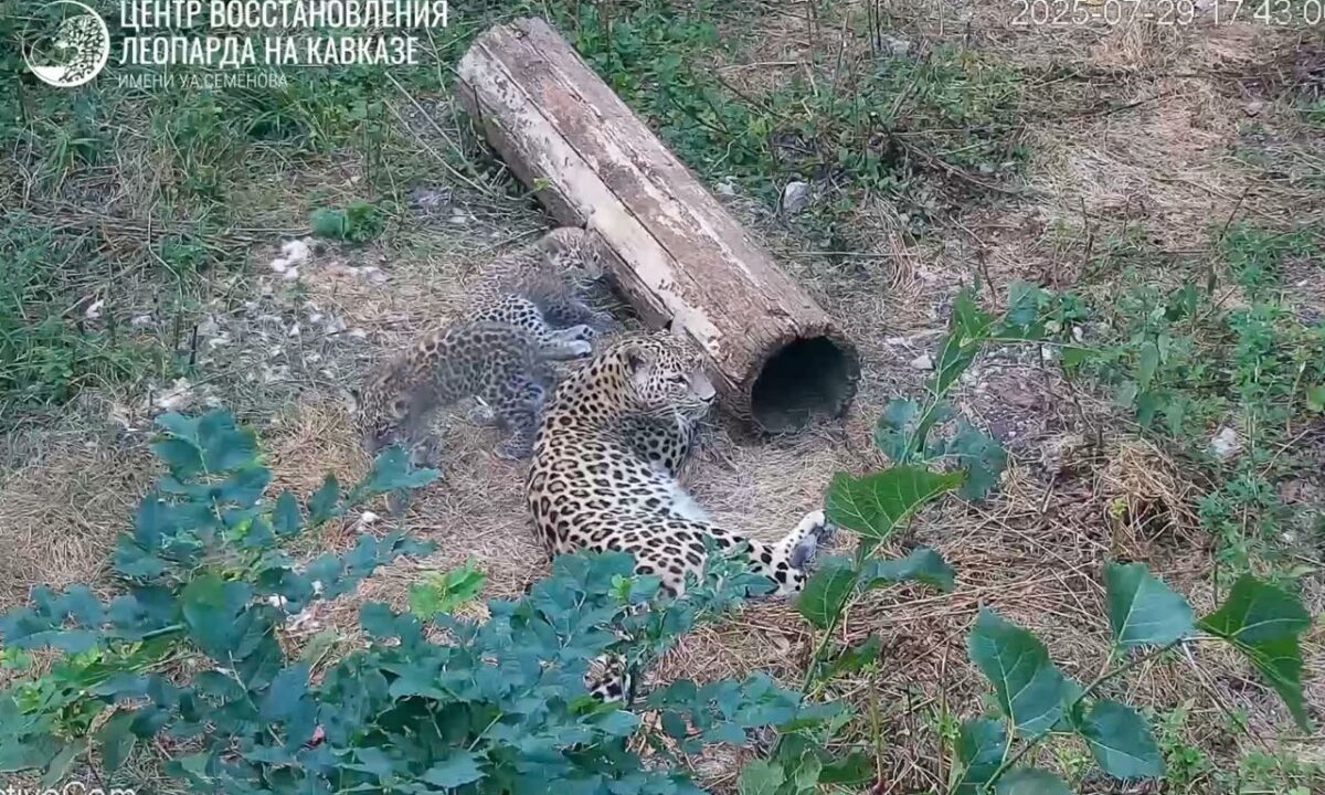 В Центре восстановления леопарда в Сочи показали игры двухмесячных котят